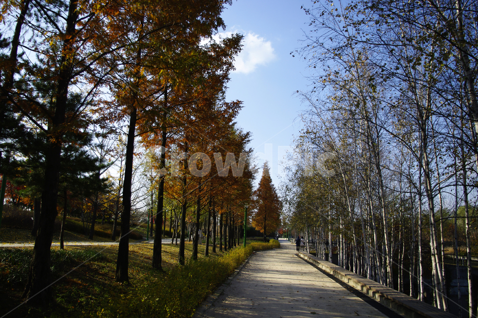autumn,가을,나무,단풍,식물,길,가을,계절,fall,autumn,season,자연,풍경,nature,landscape,tree,plant,fir,전나무