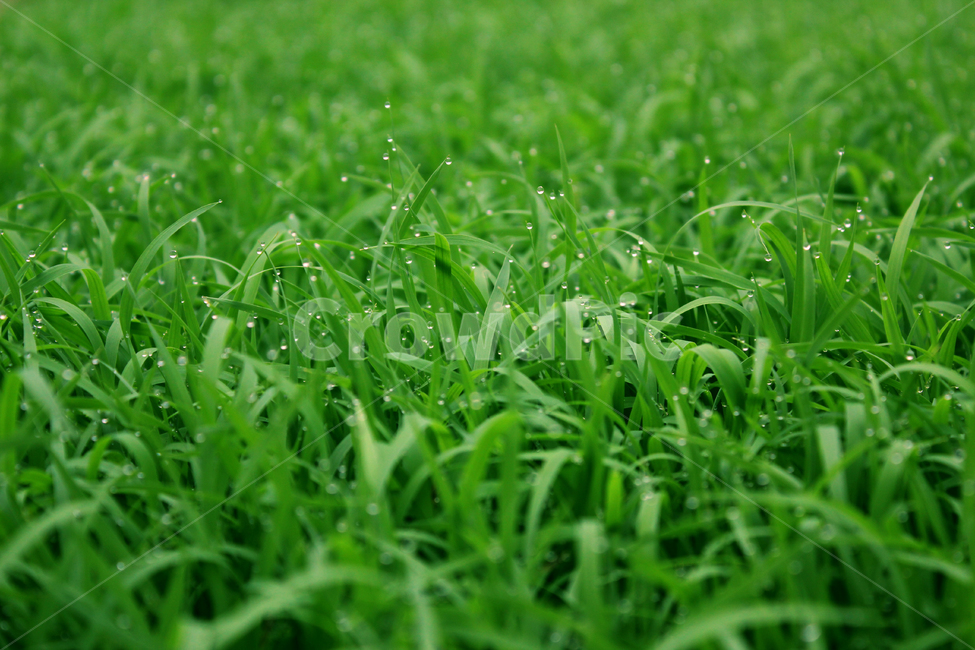 빗방울,wet,clean,closeup,drop,farm,field,fresh,grass,green,greenrice,grow,lawn,meadow,nature,nobody,outdoor,pattern,plant,rain,rice,spring,texture,water,waterdrop,초록색,물,녹색,그린,모,모내기,벼,싹,새싹,풀,잔디,풀밭,이슬,젖은,젖어있는,잔디밭,클로즈업,봄,비오는날,물방울,자연,블러,아웃포커스,포커스아웃,식물,농사,논농사,잎,잎사귀,나뭇잎,풀잎,식물,자연,plants,nature,비,비오는날,rain,rainy