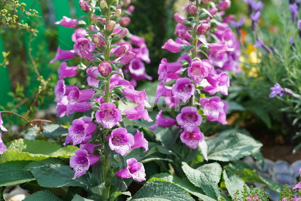 꽃,꽃박람회,플라워,flower,예쁜꽃