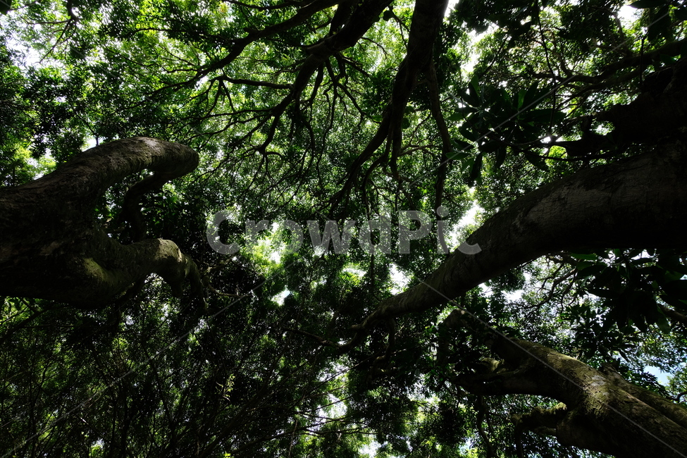 숲,나무,나뭇잎,녹색,forest,tree,trees,grean,leaf