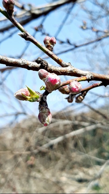 plant,식물,봄,봄꽃,복숭아꽃,개복숭아꽃