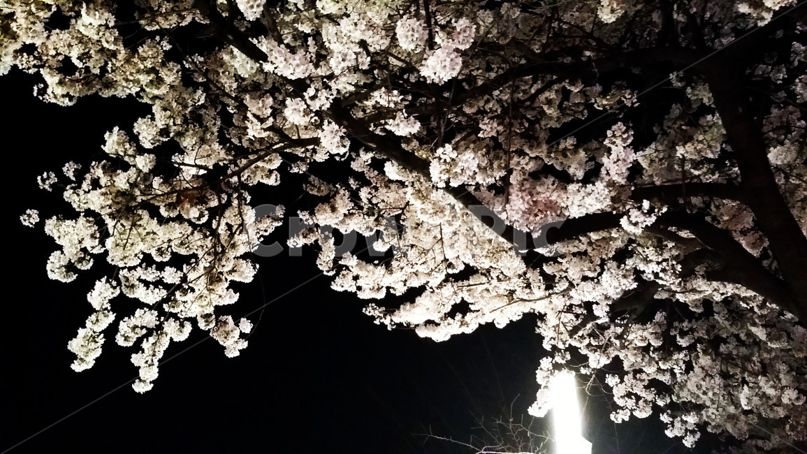 벛꽃,야간,조명,밤,산책,나들이,데이트,흐드러진,봄,계절,spring,season,야경,밤,풍경,nightscape,night,landscape,plant,식물,blossom,꽃,flower