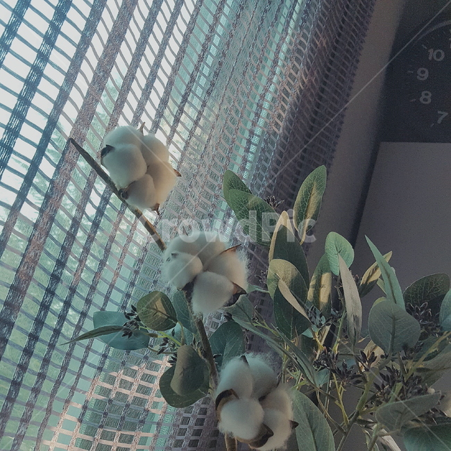 목련,집,분위기,시간,잎,식물,자연,plants,nature