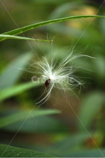식물,plant,꽃씨,씨,솜털,식물,자연,plants,nature,꽃,flower