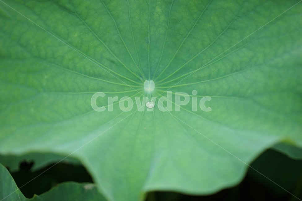 연옆,물방울,여름,녹색,접사,연,식물,자연,plants,nature