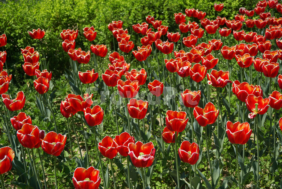 꽃,튤립,식물,flower,tulip,꽃밭,red,빨강,자연,봄,봄꽃,spring,redflower,화려한,선명한,생생한,짙은,아름다운