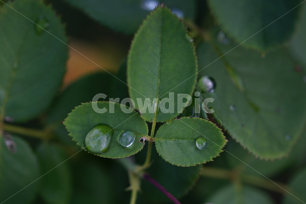 식물,자연,잎,물방울,이슬,비,액체,접사,감성,water,물,식물,자연,plants,nature