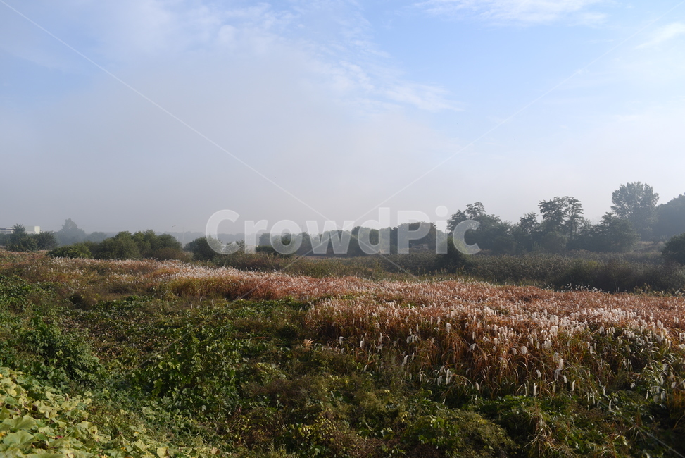 nature,자연,풍경,가을,들,자연,풍경,nature,landscape