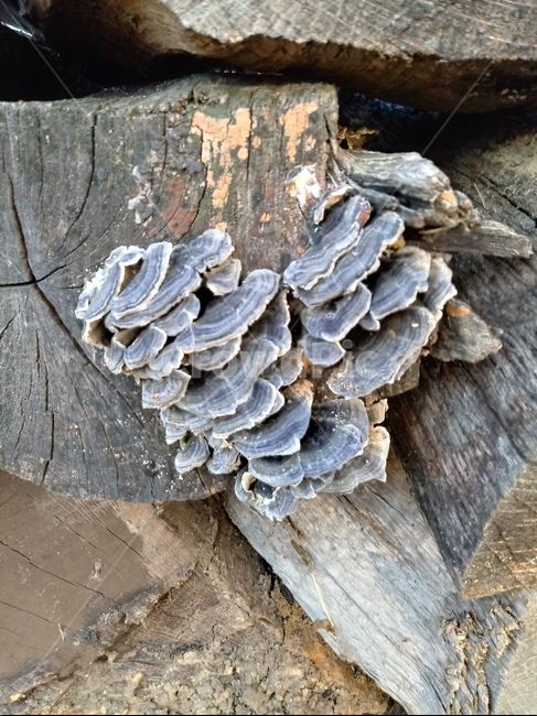 자연,가을,운지버섯,버섯,나무,tree,장작,땔감