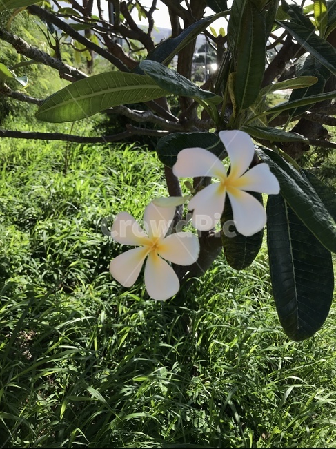 꽃,플루메리아,하와이,flower,plumeria