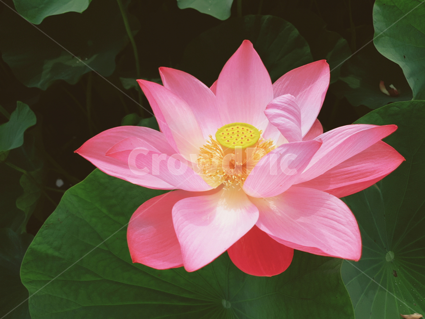 연꽃,식물,꽃,flower,lotusflower,식물,자연,plants,nature,꽃,flower