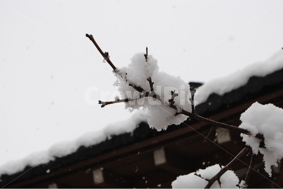 풍경,자연,눈,함박눈,겨울,한옥,나뭇가지,나무,snow,하얀눈,하얀,소복소복,쌓인눈,추위,겨울,계절,winter,season,식물,자연,plants,nature