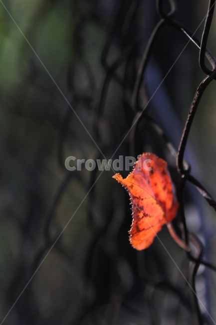 단풍잎,가을풍경,식물,자연,감성사진,단풍,가을,계절,fall,autumn,season,식물,자연,plants,nature,감성,sensible,feeling,leaf,잎,plant