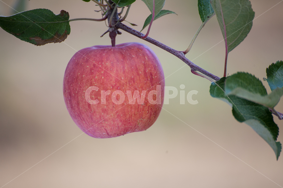 사과,과수원,빨간색,가을,apple,추석,당도최고,건강,비타민c,과실수,자연,자연이준선물,과일,추수,부사,식재료,식품,나무,열매,tree,apples,orchard,autumn,trees,field,background,fruit,organic,branch,green,ripe,fall,red,landscape,sky,natural,crop,leaf,season,farm,grass,farming,sunny,nature,color,healthy,food,fresh,식물,자연,plants,nature,과일,열매,fruit