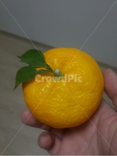한라봉,귤,이쁜귤,뀰,잎사귀