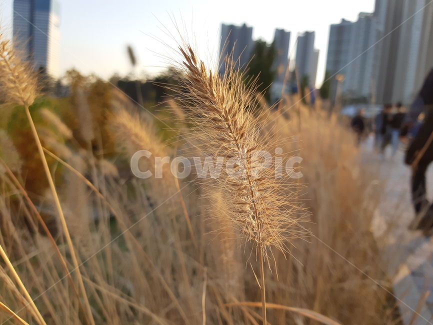 plant,식물,grass,lawn,잔디,person,인간,human,갈대,reed,억새,자연,풍경,가을,식물,자연,plants,nature