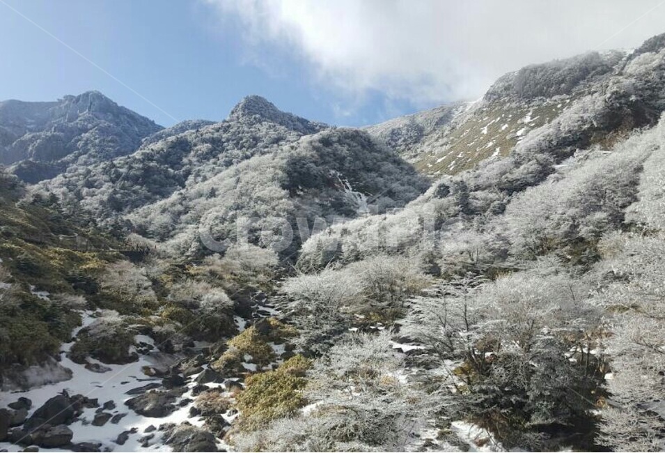자연,나무,식물,산,겨울