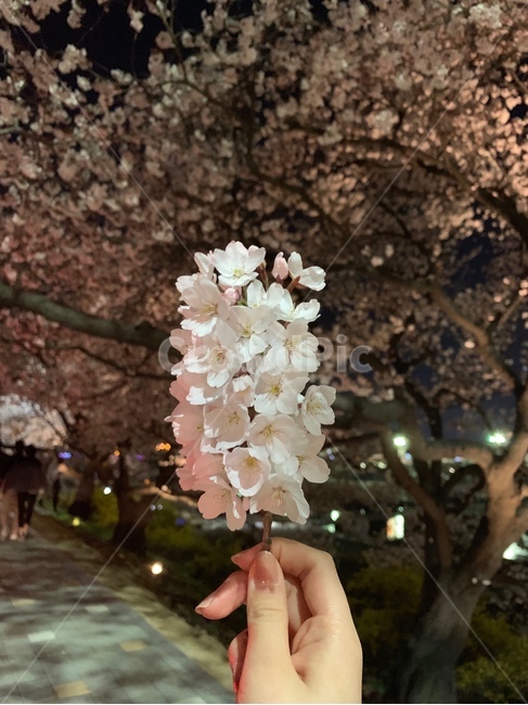봄,벚꽃,손,하얀색,밤