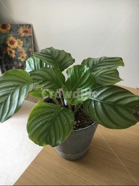 칼라데아오르비폴리아,오르비폴리아,초록이,화분,새싹,새순,홈가드닝,실내용화초,화분,화초,house plant