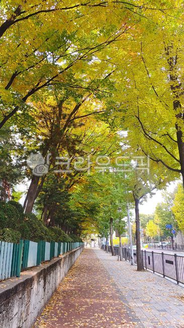path,road,colonnade,tree,walk
