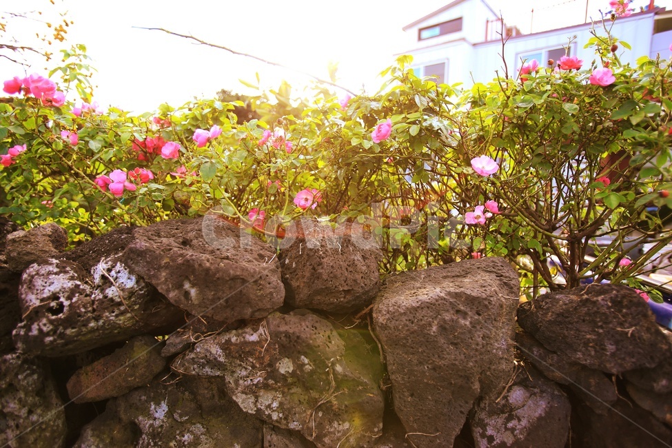 outdoors,옥외,plant,식물,돌담,가을햇살,식물,자연,plants,nature,꽃,flower