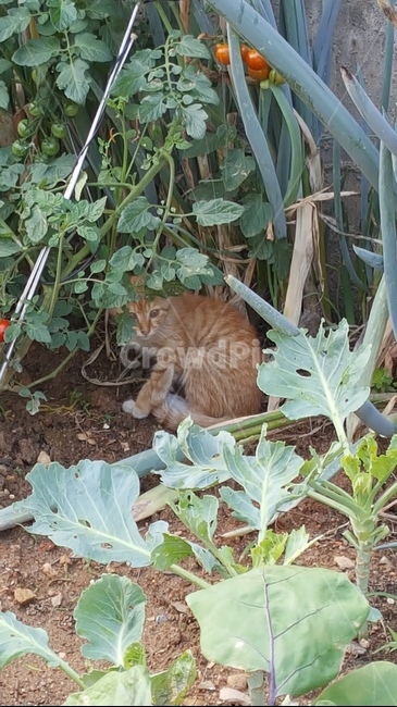 roadcat,Cheese cat,Nyanjup,young cat,kitten,stray cat,wild cat,cat,animal,mammalia,pet