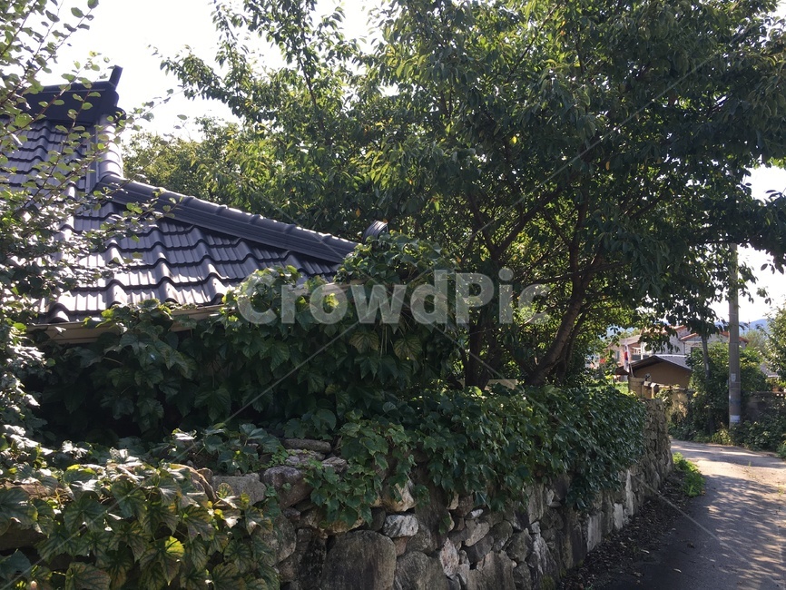 정자,정원,돌담,돌길,tree,자연,풍경,nature,landscape,시골,마을,country,rural,town,arbour,garden,outdoors,옥외