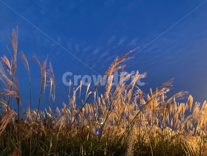 억새축제,억새,자연,식물,가을,자연,풍경,nature,landscape,plant,grass,잔디,lawn
