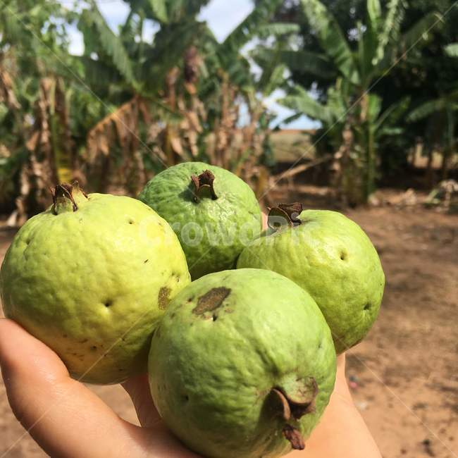 구아바,열대,과일,채집,유기농,열매,따기,따다,식물,손,자연,guava,tropical,fruit,pick,gather,organic,plant,hand,latin,nature