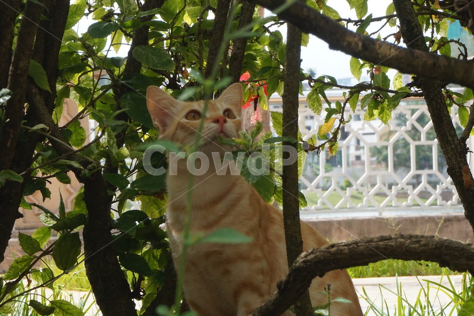 고양이,도심고양이,해외길고양이,숲에있는고양이,숲,자연,동물,animal,포유류,mammal,고양이,cat,kitten,kitty
