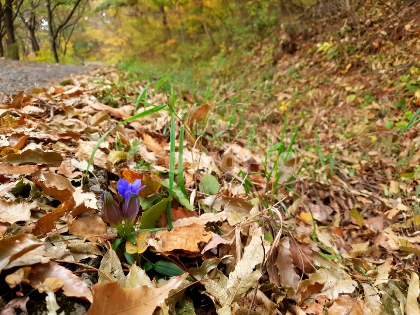 보라색꽃,길가,낙엽,꽃,산꽃,들꽃,잡초,식물,자연,plants,nature,꽃,flower