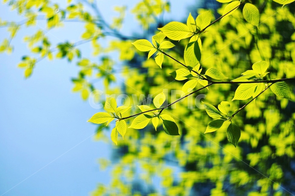 상쾌,상큼,나뭇잎,파랑,초록,풀,하늘,식물,자연,plants,nature