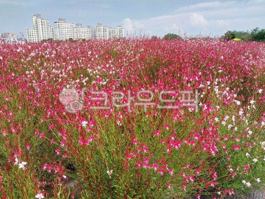 꽃,flower,필드,자연,nature,천일홍축제,양주시,핑크뮬리