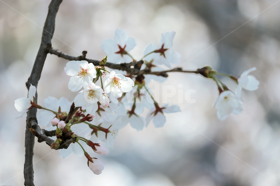 plant,blossom,flower,꽃,봄,봄꽃,벚꽃나무,spring,계절,식물,자연,tree,나무,wood,가지,시즌,플라워,생화,nature