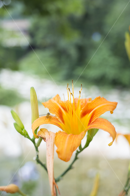 원추리,식물,자연,flower,blossom,꽃,식물,자연,plants,nature,꽃,flower