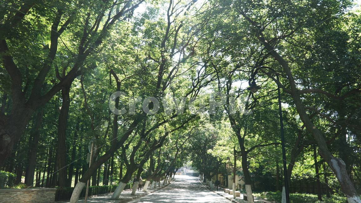 숲,자연,풍경,자연경관,plant,식물,칭다오명소,칭다오,칭다오거리,tree,나무,자연친화,초록색,나뭇잎,중국,청도,칭따오,garden,정원,자연,풍경,nature,landscape,outdoors,옥외,arbour,정자