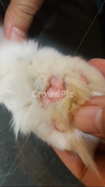 길냥이,고양이,고양이젤리,길양이,젤리,발바닥
