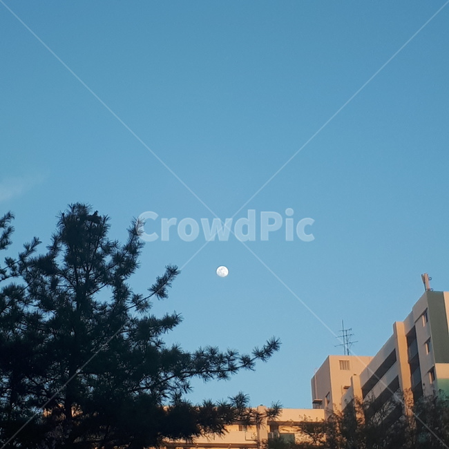 달,아침,낮,풍경,나무,아파트,하늘,moon,낮에뜨는달,하늘색,sky,blue