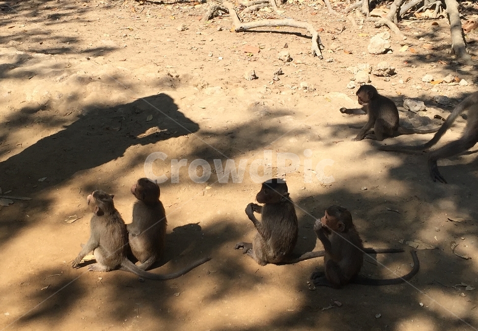 귀여운,동물,원숭이,아기원숭이,포유류,동물,animal,포유류,mammal