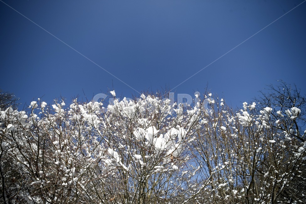 겨울,설경,풍경,나무,하늘,winter,tree,snow,겨울,계절,winter,season,자연,풍경,nature,landscape