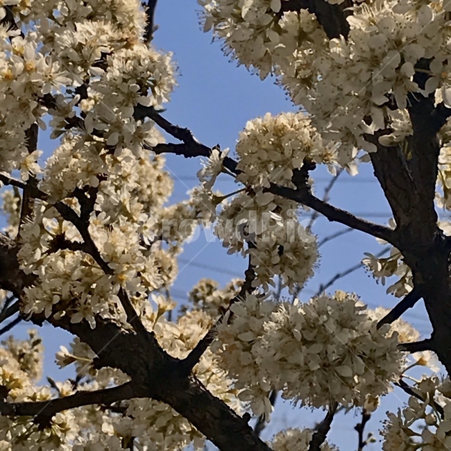 plant,식물,blossom,flower,꽃,cherryblossom,벚꽃,벚나무,봄,나무