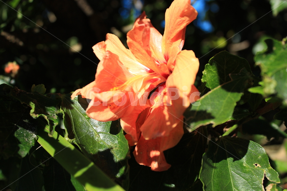 식물,flower,꽃,blossom,봄햇살,생기,주황색,봄,풀,식물,자연,plants,nature,꽃,flower