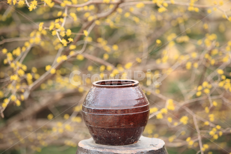 한국,봄,산수유,산수유나무,산수유마을,마을,시골,자연,장독대,korea,spring,santasteria,nature,봄,계절,spring,season,한국전통,한국문화,korean traditional,korean culture,사물,물건,오브젝트,thing,object,matter