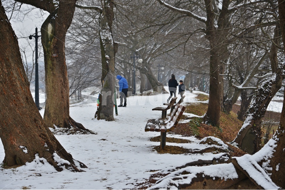 human,인간,person,사람,treetrunk,나무줄기,plant,식물,tree,나무,winter,겨울,blizzard,눈보라,nature,자연,outdoors,옥외,snow,눈,담양,관방천,관방제림,관방천설경,관방제림설경