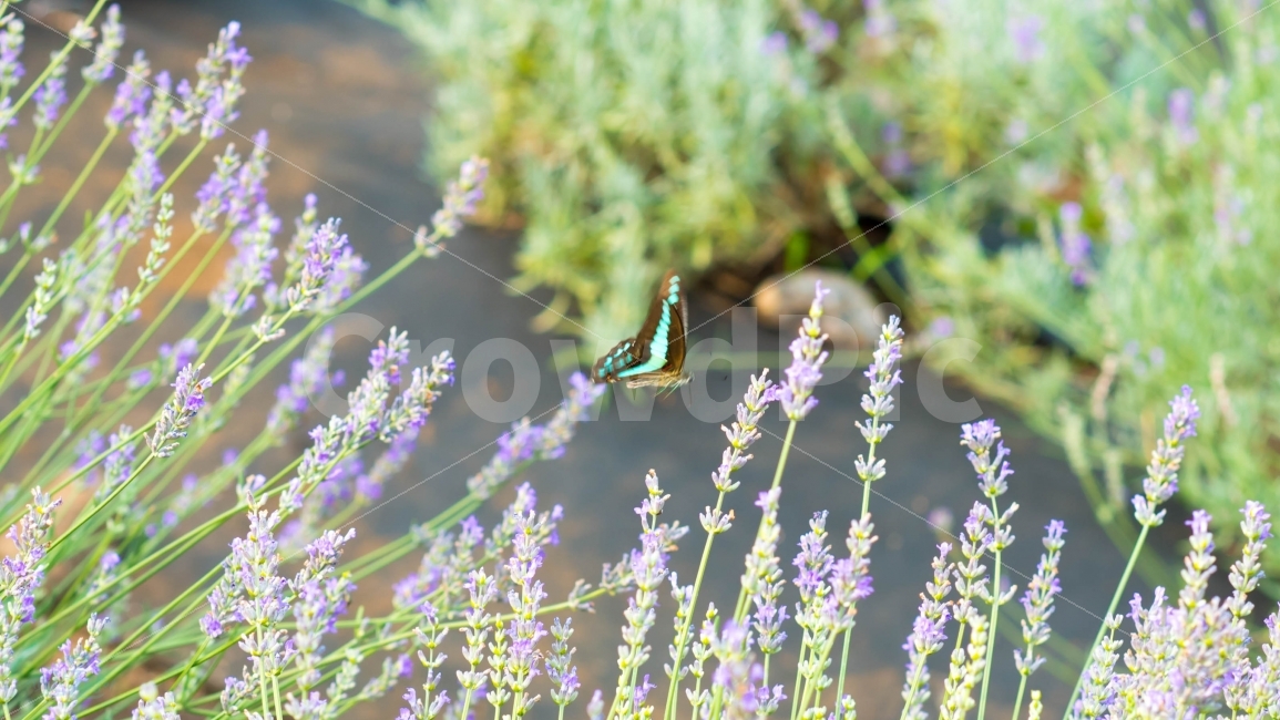 제주도,나비,라벤더,비행,바람,제주,식물,자연,plants,nature,꽃,flower,동물,animal,곤충,벌레,insect,bug