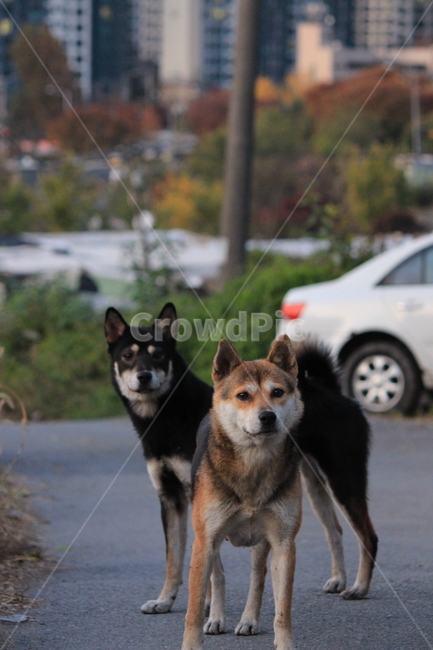개,동물,pet,애완동물,animal,동물,animal,포유류,mammal,개,강아지,dog,doggy