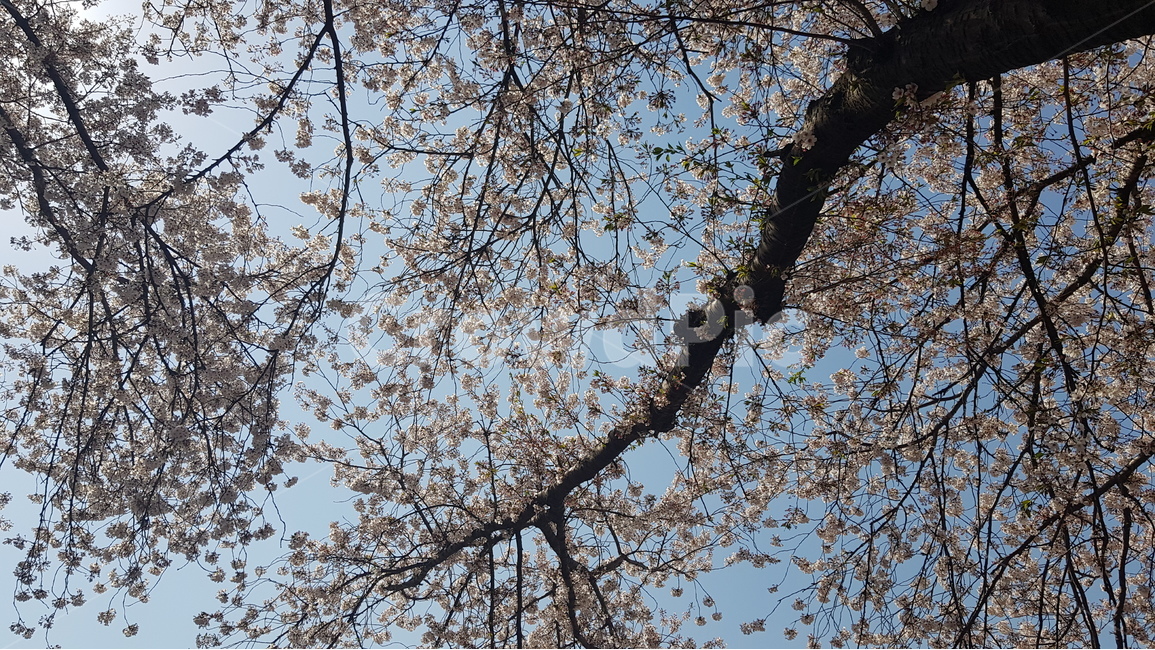 벚꽃,진해,군항제,봄,축제,봄,계절,spring,season,식물,자연,plants,nature,나무,trees,wood,plant,tree
