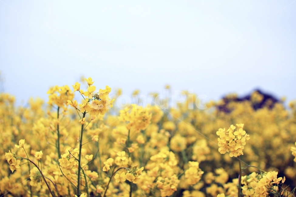 유채꽃,꽃,노란색,꽃밭,풍경,flower,yellow,plant,봄풍경,봄,계절,spring,season,자연,풍경,nature,landscape