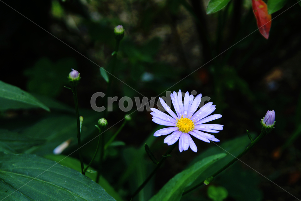 plant,식물,daisy,데이지,flower,꽃,blossom,식물,자연,plants,nature,꽃,flower