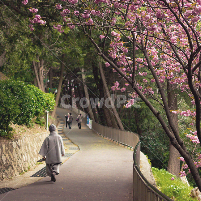 겹벚꽃,자연,꽃,벚꽃,flower,nature,봄,계절,spring,season,사람,인물,인간,human,person,어린이,어린아이,child,children,kid,종교,신앙,religion,belief,faith,outdoors,옥외,garden,정원